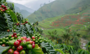 Coffee farming in Kenya, Best coffee farms in Kenya, Kenya coffee farm tour, Speciality Coffee Roastery, Coffee Tour Nairobi