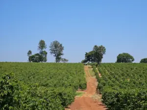 Coffee farming in Kenya, Best coffee farms in Kenya, Kenya coffee farm tour, Speciality Coffee Roastery, Coffee Tour Nairobi