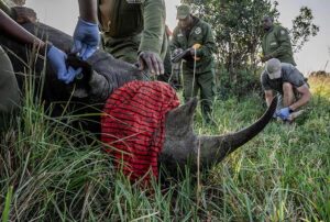 Ai in Tourism,  Ai in Travel and tourism,, Examples of ai in tourism,  AI in Wildlife Conservation, Personalized safari itineraries,