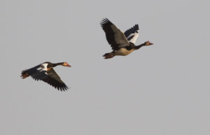 Fastest Animal In The World ~ Nature's Supercars: From Falcons To Cheetahs • Naicef Fastest animals in the world, Top 10 fastest animal in the world, World's fastest flying animal, Fastest sea animals, Fastest Land Animals in the world list,.