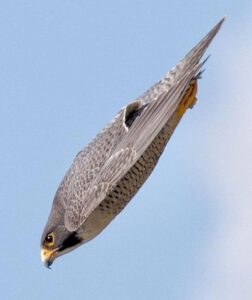 Fastest Animal In The World ~ Nature's Supercars: From Falcons To Cheetahs • Naicef Fastest animals in the world, Top 10 fastest animal in the world, World's fastest flying animal, Fastest sea animals, Fastest Land Animals in the world list