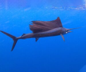 Fastest Animal In The World ~ Nature's Supercars: From Falcons To Cheetahs • Naicef Fastest animals in the world, Top 10 fastest animal in the world, World's fastest flying animal, Fastest sea animals,, Fastest Land Animals in the world list