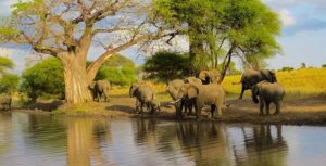 Nanyuki educational tour package, Ol Pejeta educational tour, Camping tour for schools, Mau mau cave tour, Educational tour package, 5-day Serengeti Safari itinerary, 5 days Serengeti safari, 5 day Serengeti safari, 5 days Serengeti Migration safari, 5 days Serengeti Migration safaris. Tarangire National Park Tanzania,  National park Tarangire, Where is Tarangire National Park, Things to do in Tarangire National Park, Tarangire National Park Accommodation. Tarangire National Park Tour, Tarangire National Park Tours, Lake Manyara tour, Lake Manyara National Park Tours, Tarangire to Lake Manyara 