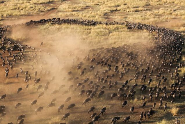5-day Serengeti Safari itinerary, 5 days Serengeti safari, 5 day Serengeti safari, 5 days Serengeti Migration safari, 5 days Serengeti Migration safaris. 3 Day Safari Serengeti Ngorongoro, Safari Serengeti Ngorongoro, 3 Days Serengeti and Ngorongoro, 3 Day luxury safari Serengeti Ngorongoro, 3 Days Ngorongoro Safari. Tarangire National Park Tanzania,  National park Tarangire, Where is Tarangire National Park, Things to do in Tarangire National Park, Tarangire National Park Accommodation. Rubondo Island National Park Tanzania, Rubondo Island National Park, Rubondo National Park, Rubondo Island National Park Accommodation, Rubondo National Park location. 5 Days Tanzania Safari Luxury Tour, Private 4 Nights 5 Days Tanzania Northern Circuit Safari, Exclusive 5 Day African Safari Tanzania, Private 5 Days safari in Tanzania, Exclusive Olduvai Gorge tours. Luxury Guide to Masai Mara National Reserve Kenya, Private Masai Mara National Reserve guide, Exclusive Masai Mara National Reserve Safari, Personalised Masai Mara National Reserve Tours, Luxury Hotels in Masai Mara National Reserve
