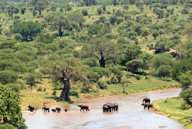 Murchison Falls National Park safari, Best time to visit Murchison National Park, Wildlife in Murchison Falls National Park, Murchison Falls boat safari, Hotels near Murchison Falls National Park. Tarangire National Park Tanzania,  National park Tarangire, Where is Tarangire National Park, Things to do in Tarangire National Park, Tarangire National Park Accommodation. Tarangire National Park Tour, Tarangire National Park Tours, Lake Manyara tour, Lake Manyara National Park Tours, Tarangire to Lake Manyara. Northern Circuit Safari Tanzania, 4 Days Safari Tanzania, Northern Circuit Tanzania Safari, Tanzania Northern Circuit Itinerary, Arusha National Park Tour