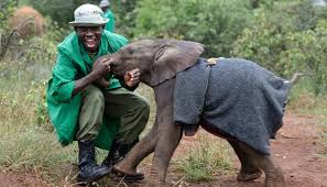 David Sheldrick Wildlife Trust elephant orphanage, David Sheldrick Wildlife Trust, David Sheldrick Visiting hours, David Sheldrick elephant Orphanage entry fee, David Sheldrick Wildlife location