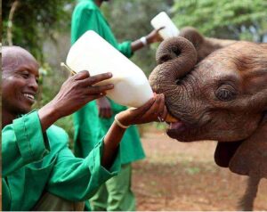 David Sheldrick Wildlife Trust elephant orphanage, David Sheldrick Wildlife Trust, David Sheldrick Visiting hours, David Sheldrick elephant Orphanage entry fee, David Sheldrick Wildlife location