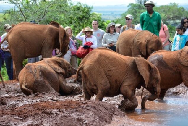 David Sheldrick Wildlife Trust elephant orphanage, David Sheldrick Wildlife Trust, David Sheldrick Visiting hours, David Sheldrick elephant Orphanage entry fee, David Sheldrick Wildlife location