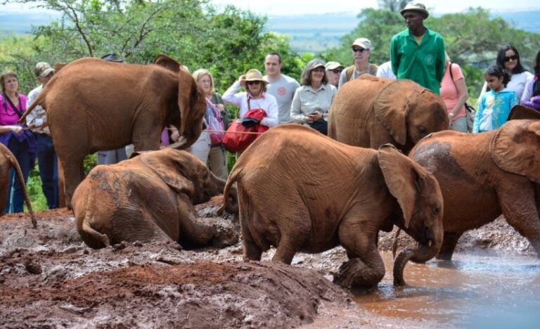 David Sheldrick Wildlife Trust elephant orphanage, David Sheldrick Wildlife Trust, David Sheldrick Visiting hours, David Sheldrick elephant Orphanage entry fee, David Sheldrick Wildlife location