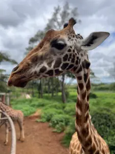 Giraffe centre Nairobi, Giraffe centre Duma road Nairobi, Giraffe centre Nairobi entrance fee, Giraffe centre location, Restaurants near Giraffe centre