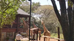 Giraffe centre Nairobi, Giraffe centre Duma road Nairobi, Giraffe centre Nairobi entrance fee, Giraffe centre location, Restaurants near Giraffe centre