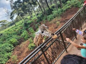 Giraffe centre Nairobi, Giraffe centre Duma road Nairobi, Giraffe centre Nairobi entrance fee, Giraffe centre location, Restaurants near Giraffe centre. Karen Blixen Museum Nairobi Kenya, Karen Blixen cottages Nairobi, Karen Blixen Museum Road Nairobi, Karen Blixen Museum Nairobi entrance fee, History of Karen Blixen.David Sheldrick Wildlife Trust elephant orphanage, David Sheldrick Wildlife Trust, David Sheldrick Visiting hours, David Sheldrick elephant Orphanage entry fee, David Sheldrick Wildlife location