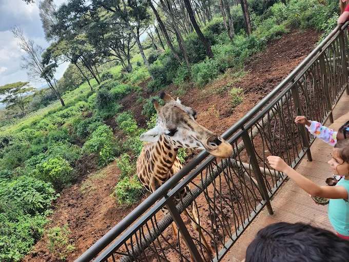 Giraffe centre Nairobi, Giraffe centre Duma road Nairobi, Giraffe centre Nairobi entrance fee, Giraffe centre location, Restaurants near Giraffe centre. Karen Blixen Museum Nairobi Kenya, Karen Blixen cottages Nairobi, Karen Blixen Museum Road Nairobi, Karen Blixen Museum Nairobi entrance fee, History of Karen Blixen