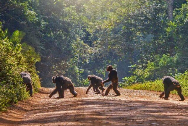 Kibale forest national park, Chimpanzees in Uganda, Primates chimpanzee, Chimp trekking Kibale forest, Kibale National Forest Ecosystem. Exclusive 7 Day Western Tanzania Safari, Private Tanzania 7 Day Safari, Off-the-beaten-path safari in Western Tanzania, Luxury Katavi National Park Tours, Private Mahale mountains chimp trekking tours. Exclusive 8 Days Uganda Safari, Private 8 Days Uganda adventure safari, Exclusive Uganda itinerary tour, Luxury Uganda wildlife safari, Private Gorilla trekking safari Uganda