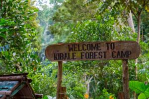 Kibale forest national park, Chimpanzees in Uganda, Primates chimpanzee, Chimp trekking Kibale forest, Kibale National Forest Ecosystem