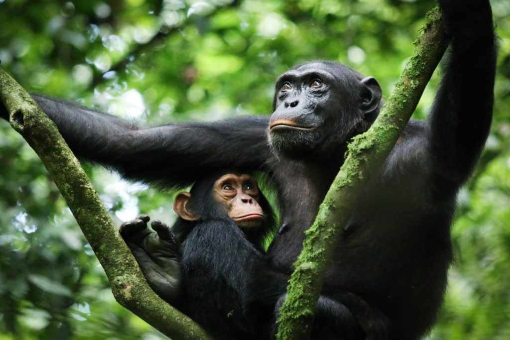 Kibale forest national park, Chimpanzees in Uganda, Primates chimpanzee, Chimp trekking Kibale forest, Kibale National Forest Ecosystem. Volcanoes National Park Rwanda, Gorilla trekking in Volcanoes National Park Rwanda, Weather in Volcanoes National Park Rwanda, Volcanoes National Park Entrance Fee, Best lodges in Volcanoes National Park Rwanda. LakeVictoria Mwanza, Lake Victoria Tours, Lake Victoria tourist attractions, Lake Victoria activities, Hotels in Lake Victoria Mwanza. Lake Tanganyika Tanzania, Lake Tanganyika depth, Where is Lake Tanganyika located, Kigoma in Tanzania, Things To Do In Kigoma. Mahale Mountain National Park Tanzania, Mahale Mountains National Park, Mahale Mountains National Park Chimpanzees, Mahale Mountains National Park accommodation, Mahale Mountains National Park hotels. Exclusive 8 Days Uganda Safari, Private 8 Days Uganda adventure safari, Exclusive Uganda itinerary tour, Luxury Uganda wildlife safari, Private Gorilla trekking safari Uganda