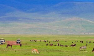 Ngorongoro National Park Tanzania, Ngorongoro National Park, Ngorongoro Conservation Area National Park,  Ngorongoro Crater National Park,, Hotels in Ngorongoro National Park., 3 Day Safari Serengeti Ngorongoro, Safari Serengeti Ngorongoro, 3 Days Serengeti and Ngorongoro, 3 Day luxury safari Serengeti Ngorongoro, 3 Days Ngorongoro Safari. Northern Circuit Safari Tanzania, 4 Days Safari Tanzania, Northern Circuit Tanzania Safari, Tanzania Northern Circuit Itinerary, Arusha National Park Tour. 5 Days Tanzania Safari Luxury Tour, Private 4 Nights 5 Days Tanzania Northern Circuit Safari, Exclusive 5 Day African Safari Tanzania, Private 5 Days safari in Tanzania, Exclusive Olduvai Gorge tours