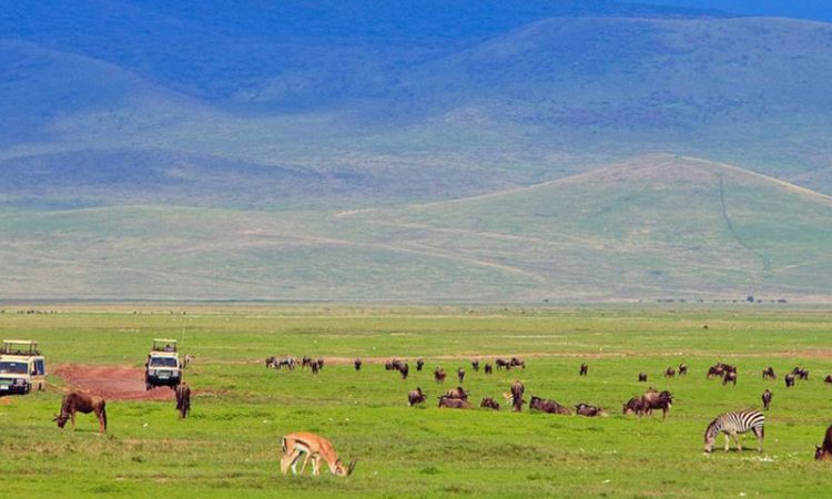 Ngorongoro National Park Tanzania, Ngorongoro National Park, Ngorongoro Conservation Area National Park,  Ngorongoro Crater National Park,, Hotels in Ngorongoro National Park., 3 Day Safari Serengeti Ngorongoro, Safari Serengeti Ngorongoro, 3 Days Serengeti and Ngorongoro, 3 Day luxury safari Serengeti Ngorongoro, 3 Days Ngorongoro Safari. Northern Circuit Safari Tanzania, 4 Days Safari Tanzania, Northern Circuit Tanzania Safari, Tanzania Northern Circuit Itinerary, Arusha National Park Tour. 5 Days Tanzania Safari Luxury Tour, Private 4 Nights 5 Days Tanzania Northern Circuit Safari, Exclusive 5 Day African Safari Tanzania, Private 5 Days safari in Tanzania, Exclusive Olduvai Gorge tours