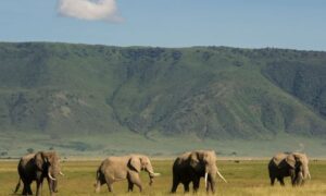 Ngorongoro National Park Tanzania,, Ngorongoro National Park,, Ngorongoro Conservation Area National Park,  Ngorongoro Crater National Park,, Hotels in Ngorongoro National Park. 3 Day Safari Serengeti Ngorongoro, Safari Serengeti Ngorongoro, 3 Days Serengeti and Ngorongoro, 3 Day luxury safari Serengeti Ngorongoro, 3 Days Ngorongoro Safari. Northern Circuit Safari Tanzania, 4 Days Safari Tanzania, Northern Circuit Tanzania Safari, Tanzania Northern Circuit Itinerary, Arusha National Park Tour. 5 Days Tanzania Safari Luxury Tour, Private 4 Nights 5 Days Tanzania Northern Circuit Safari, Exclusive 5 Day African Safari Tanzania, Private 5 Days safari in Tanzania, Exclusive Olduvai Gorge tours