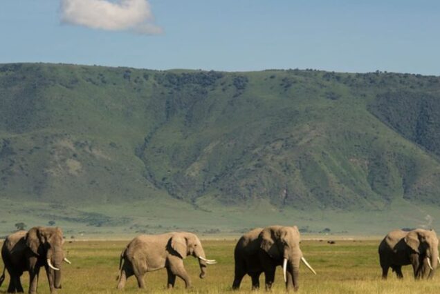 Ngorongoro National Park Tanzania,, Ngorongoro National Park,, Ngorongoro Conservation Area National Park,  Ngorongoro Crater National Park,, Hotels in Ngorongoro National Park. 3 Day Safari Serengeti Ngorongoro, Safari Serengeti Ngorongoro, 3 Days Serengeti and Ngorongoro, 3 Day luxury safari Serengeti Ngorongoro, 3 Days Ngorongoro Safari. Northern Circuit Safari Tanzania, 4 Days Safari Tanzania, Northern Circuit Tanzania Safari, Tanzania Northern Circuit Itinerary, Arusha National Park Tour. 5 Days Tanzania Safari Luxury Tour, Private 4 Nights 5 Days Tanzania Northern Circuit Safari, Exclusive 5 Day African Safari Tanzania, Private 5 Days safari in Tanzania, Exclusive Olduvai Gorge tours