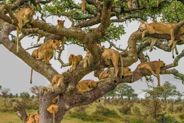 Serengeti National Park Safari, Tanzania's Serengeti National Park, What is Serengeti National Park famous for, Serengeti National Park History, Serengeti National Park Activities. 3 Days Serengeti safari, 3-day Serengeti safari from Arusha, 3 day safari Tanzania Serengeti, Serengeti safari tour 3 days, 3 days Serengeti safari itinerary. 5-day Serengeti Safari itinerary, 5 days Serengeti safari, 5 day Serengeti safari, 5 days Serengeti Migration safari,, 5 days Serengeti Migration safaris. 3 Day Safari Serengeti Ngorongoro, Safari Serengeti Ngorongoro, 3 Days Serengeti and Ngorongoro, 3 Day luxury safari Serengeti Ngorongoro, 3 Days Ngorongoro Safari. Queen Elizabeth National Park in Uganda, Queen Elizabeth National Park Uganda safari, Queen Elizabeth National Park lodges, Queen Elizabeth National Park entrance fees, best time to visit Queen Elizabeth National ParkQueen Elizabeth National Park in Uganda, Queen Elizabeth National Park Uganda safari, Queen Elizabeth National Park lodges, Queen Elizabeth National Park entrance fees, best time to visit Queen Elizabeth National Park. Tarangire National Park Tour, Tarangire National Park Tours, Lake Manyara tour, Lake Manyara National Park Tours, Tarangire to Lake Manyara 