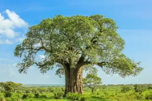 Tarangire National Park Tanzania,  National park Tarangire, Where is Tarangire National Park, Things to do in Tarangire National Park, Tarangire National Park Accommodation. Tarangire National Park Tour, Tarangire National Park Tours, Lake Manyara tour, Lake Manyara National Park Tours, Tarangire to Lake Manyara. Ruaha National Park Tanzania, Ruaha National Park Iringa Tanzania, Ruaha National Park Location, Ruaha National Park established, Ruaha National Park Lodges