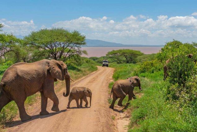 Tarangire National Park Tanzania,  National park Tarangire, Where is Tarangire National Park, Things to do in Tarangire National Park, Tarangire National Park Accommodation. Tarangire National Park Tour, Tarangire National Park Tours, Lake Manyara tour, Lake Manyara National Park Tours, Tarangire to Lake Manyara. 5 Days Tanzania Safari Luxury Tour, Private 4 Nights 5 Days Tanzania Northern Circuit Safari, Exclusive 5 Day African Safari Tanzania, Private 5 Days safari in Tanzania, Exclusive Olduvai Gorge tours. 6 Days Tanzania Safari Private Tour, Luxury 6 days safari Tanzania, Exclusive 6 days Tanzania camping safari, Private 6 days Tanzania Northern circuit safari, luxury 5 nights 6 days Tanzania Northern circuit safari