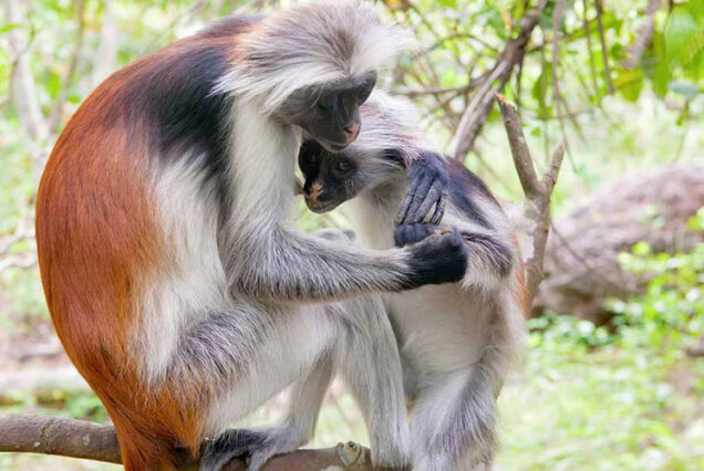 Zanzibar Archipelago Tanzania, Attractions in Zanzibar,  Best things to do in Zanzibar, Best beaches in Zanzibar, Best Resorts in Zanzibar Tanzania. Zanzibar 3 Day Package, 3 Days in Zanzibar, Zanzibar 3 Day Itinerary, Zanzibar Itinerary 3 Days, What to do in Zanzibar for 3 DaysMgahinga Gorilla National Park, Batwa cultural experience, Gorilla trekking in Mgahinga National Park, Golden monkey tracking Uganda, Mgahinga Gorilla National Park tour. 5 Days Zanzibar Itinerary, 5 Days Zanzibar Tour, Zanzibar Safari Tour, Stone town walking tour Zanzibar, Spice Tour Zanzibar. Jozani Chwaka Bay National Park Zanzibar, Jozani Chwaka Bay National Park, Jozani Chwaka Bay National Park only national park in Zanzibar, Jozani Chwaka Bay forest, Jozani Chwaka Bay National Park photos