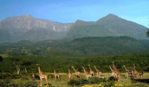 Arusha National Park Tanzania, Tanzania Arusha National Park, Arusha Tanzania things to do, Arusha National Park Lodges, How big is Arusha National Park. Northern Circuit Safari Tanzania, 4 Days Safari Tanzania, Northern Circuit Tanzania Safari, Tanzania Northern Circuit Itinerary, Arusha National Park Tour. 4 Days Mount Meru Trekking, Climbing mt meru, 4 Days Mount Meru Climb, Mount Meru Climb, Climbing Mount Meru Tanzania