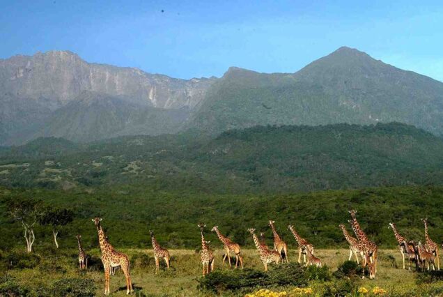 Arusha National Park Tanzania, Tanzania Arusha National Park, Arusha Tanzania things to do, Arusha National Park Lodges, How big is Arusha National Park. Northern Circuit Safari Tanzania, 4 Days Safari Tanzania, Northern Circuit Tanzania Safari, Tanzania Northern Circuit Itinerary, Arusha National Park Tour. 4 Days Mount Meru Trekking, Climbing mt meru, 4 Days Mount Meru Climb, Mount Meru Climb, Climbing Mount Meru Tanzania
