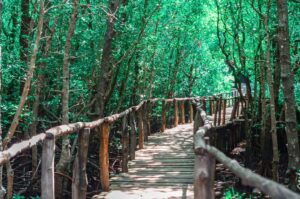 Jozani Chwaka Bay National Park Zanzibar, Jozani Chwaka Bay National Park, Jozani Chwaka Bay National Park only national park in Zanzibar,, Jozani Chwaka Bay forest, Jozani Chwaka Bay National Park photos