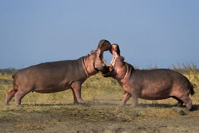 Katavi National Park Tanzania, Tanzania Katavi National Park, Katavi National Park lodges, Katavi National Park Location, Katavi National Park Accommodation. Exclusive 7 Day Western Tanzania Safari, Private Tanzania 7 Day Safari, Off-the-beaten-path safari in Western Tanzania, Luxury Katavi National Park Tours, Private Mahale mountains chimp trekking tours