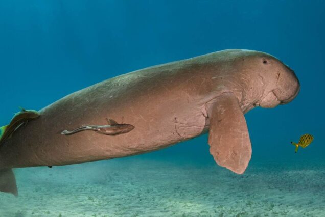 Mafia Island Zanzibar, Mafia Island hotels, How to get to Mafia Island, Mafia Island beaches, Mafia Island Things To Do. 3-Day Mafia Island Tanzania Luxury Tour, Mafia Island Africa Exclusive Tour, Private Mafia Island diving, Luxury Mafia Island Tours, Exclusive Mafia Island whale shark tours