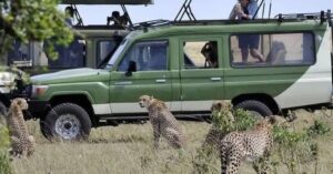 Naicef Cheetah Safari in Kenya