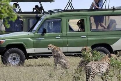 Naicef Cheetah Safari in Kenya. 5 Days Tanzania Safari Luxury Tour, Private 4 Nights 5 Days Tanzania Northern Circuit Safari, Exclusive 5 Day African Safari Tanzania, Private 5 Days safari in Tanzania, Exclusive Olduvai Gorge tours