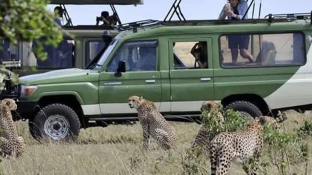 Naicef Cheetah Safari in Kenya. 5 Days Tanzania Safari Luxury Tour, Private 4 Nights 5 Days Tanzania Northern Circuit Safari, Exclusive 5 Day African Safari Tanzania, Private 5 Days safari in Tanzania, Exclusive Olduvai Gorge tours. Luxury 4 Days Murchison Falls Safari, Private Murchison Falls National Park safari, Exclusive Safari in Uganda Murchison Falls, Luxury Uganda safari tour,, Private Safari Murchison Falls National Park