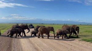 Updated Tsavo West National Park Kenya Luxury Guide ~ Naicef; +254799922277 • Naicef Naicef Elephant Amboseli Safari. 5 Day Kenya Safaris Luxury Tour, Exclusive 5 Days Kenya Safari, Kenya Safari 5 Days Luxury Tour, Private 5 Day Kenya Safari Itinerary, Exclusive Amboseli and Tsavo safari package.Tsavo West National Park Kenya luxury guide, Kenya Tsavo West National Park exclusive safari, Private Tsavo West National Park safari, Luxury Tsavo West National Park Lodges, Tsavo West National Park attractions luxury experience