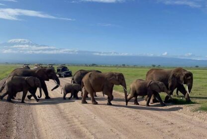 Naicef Elephant Amboseli Safari. 5 Day Kenya Safaris Luxury Tour,  Exclusive 5 Days Kenya Safari, Kenya Safari 5 Days Luxury Tour, Private 5 Day Kenya Safari Itinerary, Exclusive Amboseli and Tsavo safari package