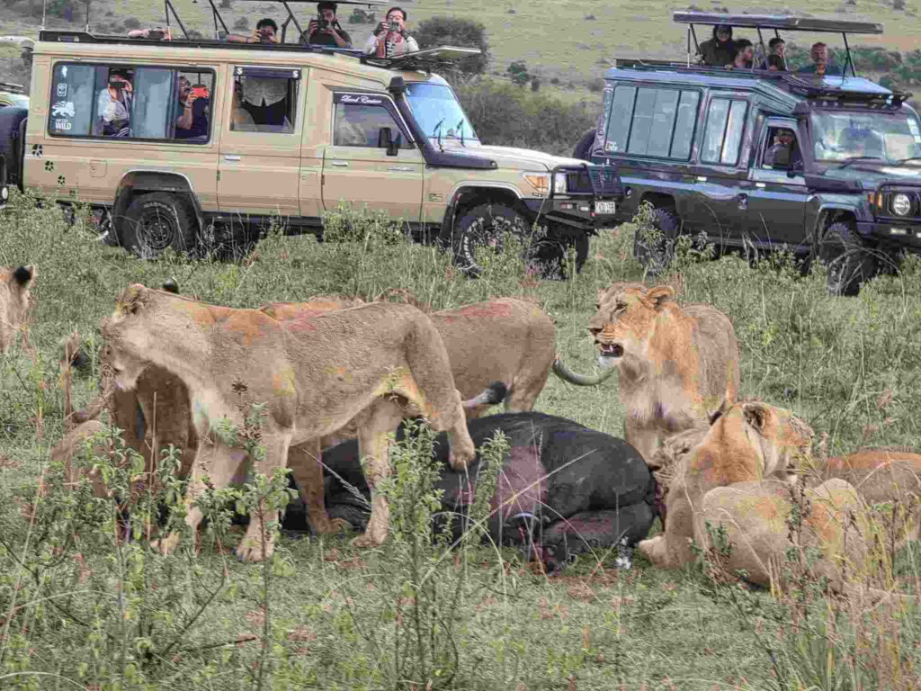 Naicef Kenya Private Luxury Safaris, Naicef Kenya private safaris, Naicef Kenya luxury safaris, Naicef Kenya luxury wildlife safaris, Naicef Kenya private luxury wildlife safaris, Naicef Lions Hunting Safari in Kenya, Wildlife Full day Nairobi city tour package, 1 day Nairobi day tour, Best wildlife Nairobi safari tour, Best Nairobi travel package, Nairobi tours. Luxury 8 Days Tanzania Safari Exclusive Tour, Best Private Tanzania Southern Circuit Safari, Exclusive 8 day safari Tanzania, Tanzania 8-day safari private tour, Private 8 days Tanzania safari itinerary. 3 days Luxury Rwanda Cultural Tours, Exclusive Rwanda City Tour, Immersive Kigali City Tour, Personalized Akagera National Park Safari Tours, 3 days Private Rwanda Kigali City Tour. Tsavo West National Park Kenya luxury guide, Kenya Tsavo West National Park exclusive safari, Private Tsavo West National Park safari, Luxury Tsavo West National Park Lodges, Tsavo West National Park attractions luxury experience