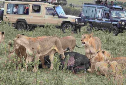 Naicef Kenya Private Luxury Safaris, Naicef Kenya private safaris, Naicef Kenya luxury safaris, Naicef Kenya luxury wildlife safaris, Naicef Kenya private luxury wildlife safaris, Naicef Lions Hunting Safari in Kenya, Wildlife Full day Nairobi city tour package, 1 day Nairobi day tour, Best wildlife Nairobi safari tour, Best Nairobi travel package, Nairobi tours. Luxury 8 Days Tanzania Safari Exclusive Tour, Best Private Tanzania Southern Circuit Safari, Exclusive 8 day safari Tanzania, Tanzania 8-day safari private tour, Private 8 days Tanzania safari itinerary
