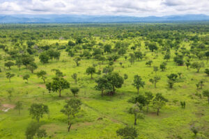 Nyerere National Park Tanzania, Nyerere National Park Selous Game Reserve, Where is Nyerere National Park located, Things To do in Nyerere National Park, Nyerere National Park lodges