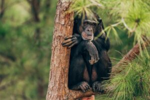 Nyungwe Forest National Park, Nyungwe Forest National Park Rwanda, Nyungwe Forest National Park location, Nyungwe Forest National Park entrance fees, Nyungwe Forest National Park hotels. Gishwati Mukura National Park, Gishwati Mukura National Park and Biosphere Reserve, Gishwati National Park, Gishwati Forest Rwanda, Location of Gishwati Mukura National Park. 5 Days Private Lake Victoria Tour Tanzania, Luxury Lake Victoria Tanzania Safari, Mwanza Lake Victoria Exclusive Tour, Private Victoria Lake Tanzania Safari, Lake Victoria Africa Private Tour