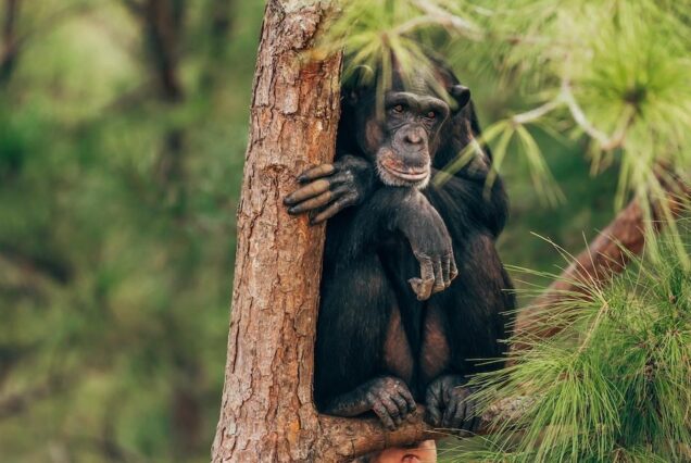 Nyungwe Forest National Park, Nyungwe Forest National Park Rwanda, Nyungwe Forest National Park location, Nyungwe Forest National Park entrance fees, Nyungwe Forest National Park hotels. Gishwati Mukura National Park, Gishwati Mukura National Park and Biosphere Reserve, Gishwati National Park, Gishwati Forest Rwanda, Location of Gishwati Mukura National Park. 5 Days Private Lake Victoria Tour Tanzania, Luxury Lake Victoria Tanzania Safari, Mwanza Lake Victoria Exclusive Tour, Private Victoria Lake Tanzania Safari, Lake Victoria Africa Private Tour. Exclusive 7 Day Western Tanzania Safari, Private Tanzania 7 Day Safari, Off-the-beaten-path safari in Western Tanzania, Luxury Katavi National Park Tours, Private Mahale mountains chimp trekking tours. 8 days Exclusive Rwanda Safari Tours, 8 days Luxury Kigali City Tour, Private Rwanda Safari Gorilla trekking, Personalized Rwanda Nyungwe Canopy Walk, Immersive Rwanda Tours