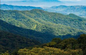 Nyungwe Forest National Park, Nyungwe Forest National Park Rwanda, Nyungwe Forest National Park location, Nyungwe Forest National Park entrance fees, Nyungwe Forest National Park hotels