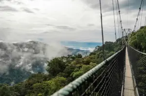 Nyungwe Forest National Park, Nyungwe Forest National Park Rwanda, Nyungwe Forest National Park location, Nyungwe Forest National Park entrance fees, Nyungwe Forest National Park hotels. 8 days Exclusive Rwanda Safari Tours, 8 days Luxury Kigali City Tour, Private Rwanda Safari Gorilla trekking, Personalized Rwanda Nyungwe Canopy Walk, Immersive Rwanda Tours