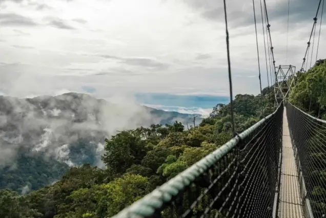 Nyungwe Forest National Park, Nyungwe Forest National Park Rwanda, Nyungwe Forest National Park location, Nyungwe Forest National Park entrance fees, Nyungwe Forest National Park hotels. 8 days Exclusive Rwanda Safari Tours, 8 days Luxury Kigali City Tour, Private Rwanda Safari Gorilla trekking, Personalized Rwanda Nyungwe Canopy Walk, Immersive Rwanda Tours