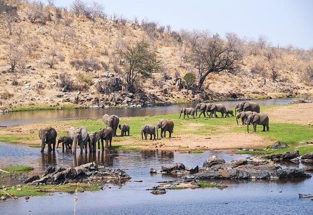 Ruaha National Park Tanzania, Ruaha National Park Iringa Tanzania, Ruaha National Park Location, Ruaha National Park established, Ruaha National Park Lodges. Luxury 8 Days Tanzania Safari Exclusive Tour, Best Private Tanzania Southern Circuit Safari, Exclusive 8 day safari Tanzania, Tanzania 8-day safari private tour, Private 8 days Tanzania safari itinerary