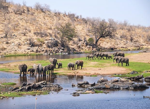 Ruaha National Park Tanzania, Ruaha National Park Iringa Tanzania, Ruaha National Park Location, Ruaha National Park established, Ruaha National Park Lodges. Luxury 8 Days Tanzania Safari Exclusive Tour, Best Private Tanzania Southern Circuit Safari, Exclusive 8 day safari Tanzania, Tanzania 8-day safari private tour, Private 8 days Tanzania safari itinerary