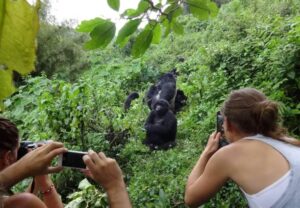 Volcanoes National Park Rwanda, Gorilla trekking in Volcanoes National Park Rwanda, Weather in Volcanoes National Park Rwanda, Volcanoes National Park Entrance Fee, Best lodges in Volcanoes National Park Rwanda.Musanze, Musanze Rwanda hotels, Musanze City Rwanda, Location of Musanze, Weather in Musanze. Private 4 Day Gorilla Trekking Uganda Package, Exclusive 4-Day Gorilla trekking adventure in Uganda, Luxury Bwindi Gorilla trekking safaris, Exclusive Gorilla trekking in Bwindi Impenetrable National Park, Private Bwindi Gorilla Safari. Exclusive 8 Days Uganda Safari, Private 8 Days Uganda adventure safari, Exclusive Uganda itinerary tour, Luxury Uganda wildlife safari, Private Gorilla trekking safari Uganda