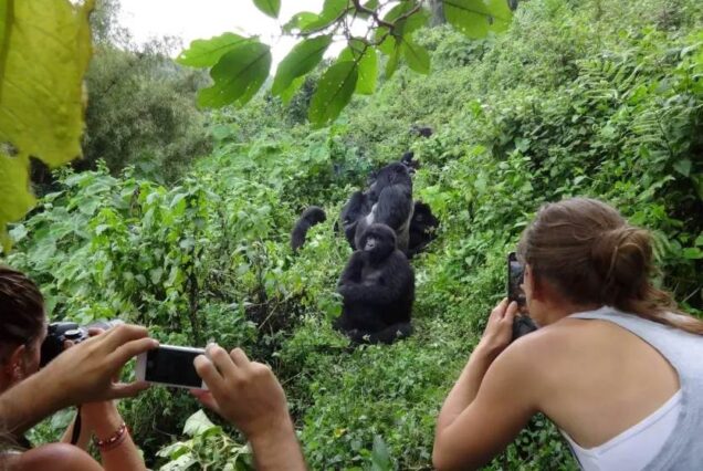 Volcanoes National Park Rwanda, Gorilla trekking in Volcanoes National Park Rwanda, Weather in Volcanoes National Park Rwanda, Volcanoes National Park Entrance Fee, Best lodges in Volcanoes National Park Rwanda.Musanze, Musanze Rwanda hotels, Musanze City Rwanda, Location of Musanze, Weather in Musanze. Private 4 Day Gorilla Trekking Uganda Package, Exclusive 4-Day Gorilla trekking adventure in Uganda, Luxury Bwindi Gorilla trekking safaris, Exclusive Gorilla trekking in Bwindi Impenetrable National Park, Private Bwindi Gorilla Safari. Exclusive 8 Days Uganda Safari, Private 8 Days Uganda adventure safari, Exclusive Uganda itinerary tour, Luxury Uganda wildlife safari, Private Gorilla trekking safari Uganda